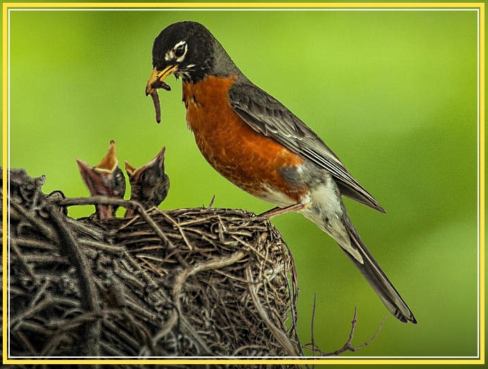 robin-on-nest