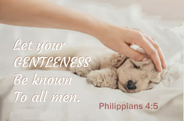 SHOW_BIBLE_VERSE